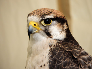 eagle close up