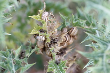Escargot