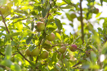 apple tree in the garden
