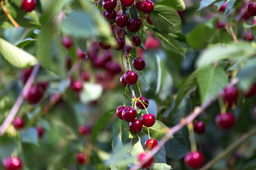 Fototapeta premium cherry tree in the summer