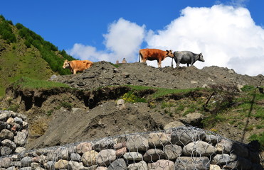 Krowy, Gruzja © Joanna
