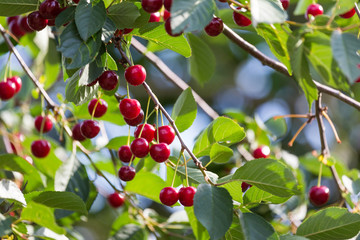 cherry tree in the summer