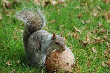 Squirrel with Coconut Shell