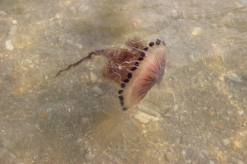 Chrysaora hysoscella