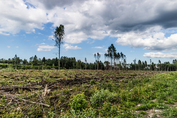 View to the field with cut down forest with some trees left.