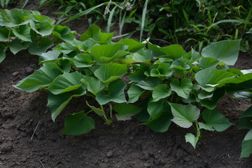 Sweet potato cultivation