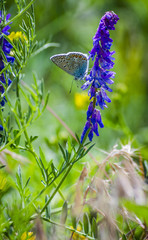 blue butterfly on a flower