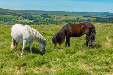 Dartmoor, Devon, England