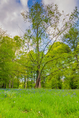 Bluebells versus the twisted tree