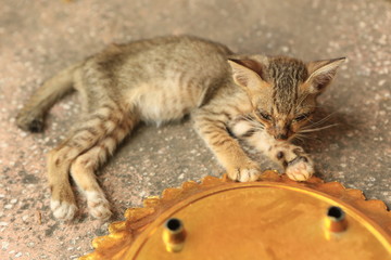 chaton