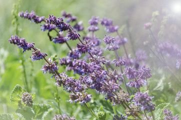 violet blue flowers herbs in the field