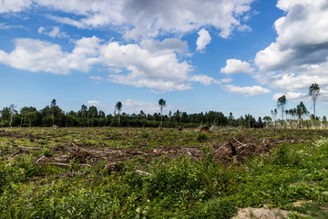 Fototapeta na wymiar View to the field with cut down forest with some trees left.