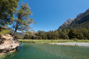 Beech trees on the banks of the Eglinton River on a bright, sunny day. Fiordland National Park, New...