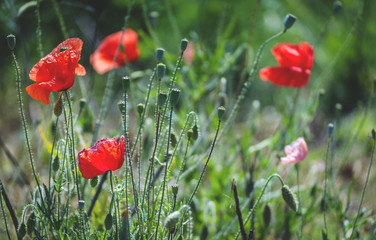 red poppy flowers