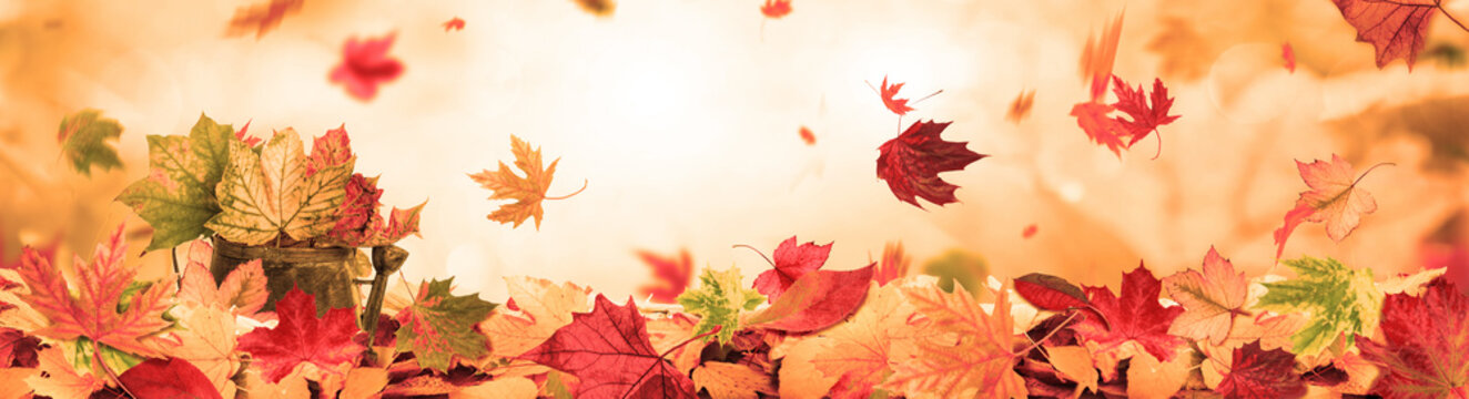 Fototapeta autumn background