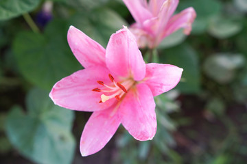 Pink lily flowers in a garden