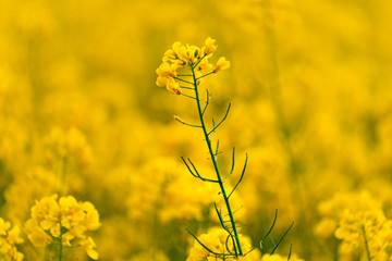 Close up view of yellow blooming rape flower 