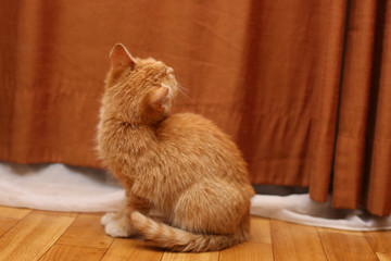 Fototapeta na wymiar ginger kitten sits on . red cat
