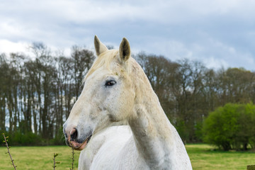 Obraz na płótnie Canvas Horse portrit at the green meadow
