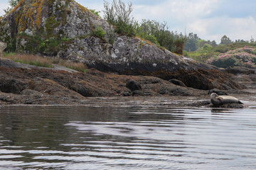 Irlande - Phoque sur l'ile de Garinish