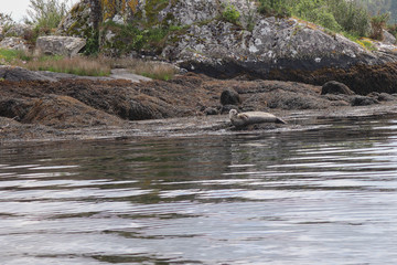 Irlande - Ile de Garinish - Phoque