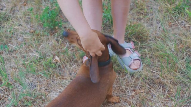 little girl baby scratching her favorite dog dachshund behind the ear