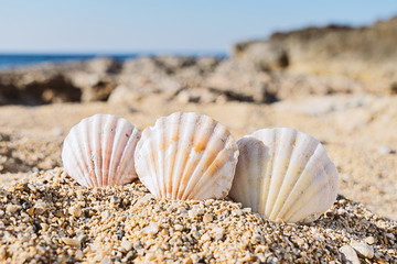 Close up view of three seashells in sand on beach of the sea coastline. Zen and relaxing wallpaper...