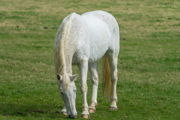 Obraz na płótnie Canvas White horse at the green meadow
