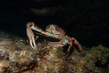 Crab