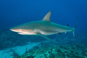 shark