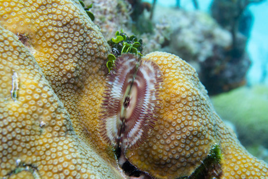 coral worm 