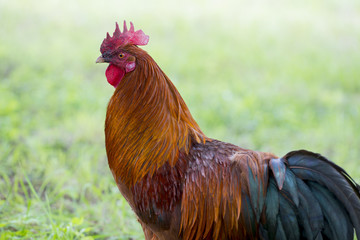 rooster in the garden on a farm - free breeding