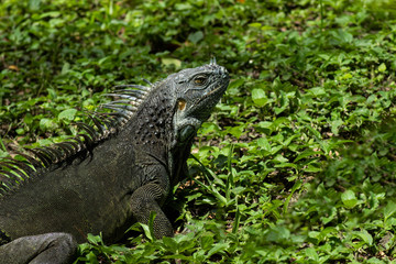 Iguana in Green Grass on Sunny Day
