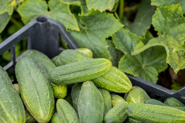 cucumbers in the garden close up - harvest