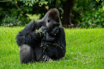 Western Lowland Gorilla in Green Grass on Sunny Day