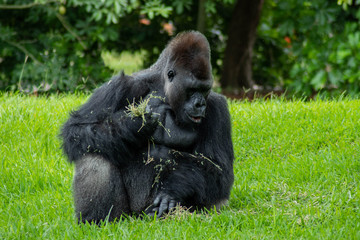 Naklejka premium Western Lowland Gorilla in Green Grass on Sunny Day