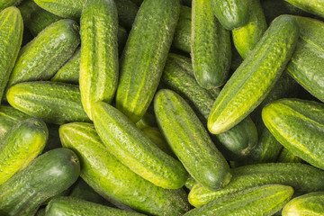 cucumbers close up in the detail - harvest