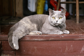 british scottish cat on wooden country house porch close up photo