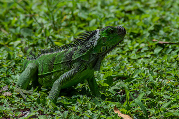 Iguana in Green Grass on Sunny Day