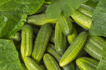 cucumbers close up in the detail - harvest