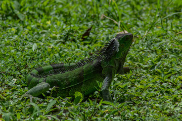 Iguana in Green Grass on Sunny Day