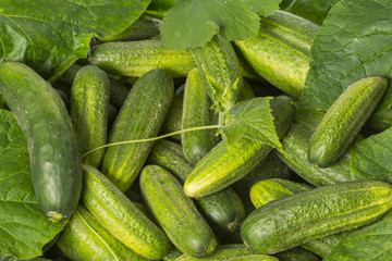 cucumbers close up in the detail - harvest