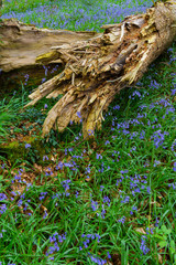 Bluebells and shattered log