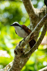 White-Crested Laughingthrush on Tree Branch on Sunny Day