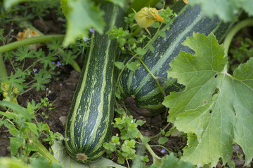 zucchini plant in the garden close up