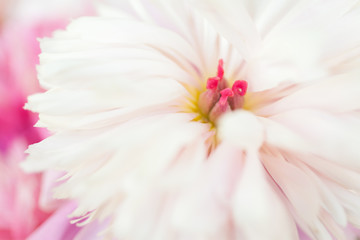 Close up of white peony flower. Flower background. 