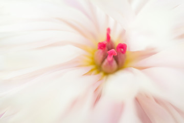 Close up of white peony flower. Flower background. 