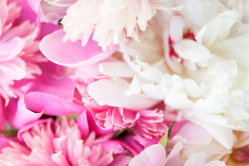 Blooming white and pink peonies. Flower background. 