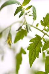 Twig of tomato plant seedling with yellow flowers on white background