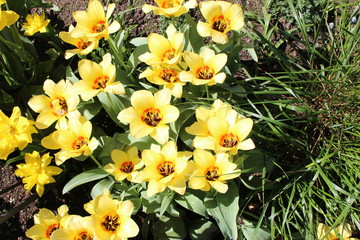 gelbe Tulpen